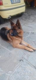 Animali