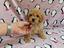 Immagine 11