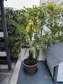 palma da giardino