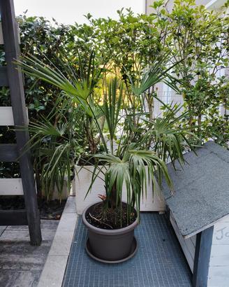 palma da giardino