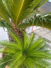 Pianta  Cycas