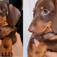 Cuccioli bassotti cioccolato maschio femmina