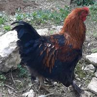 Galli di diverse razze