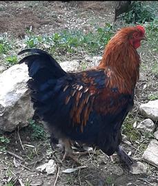 Galli di diverse razze