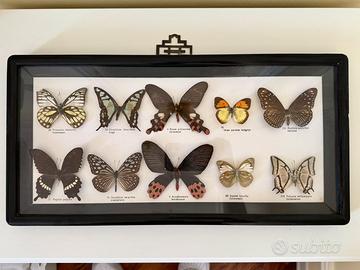Bacheca entomologica da collezione