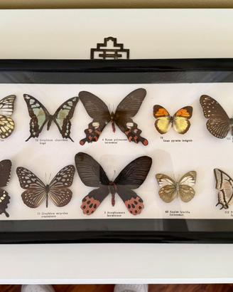 Bacheca entomologica da collezione