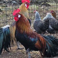 Phoenix collo oro argento arancio