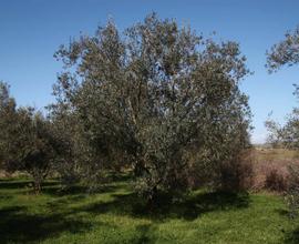Oliveto produttivo Planu Orri