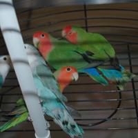 Inseparabili Roseicollis maschi