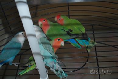 Inseparabili Roseicollis maschi