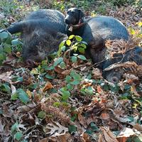 Deutscher Jagdterrier cuccioli