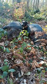 Deutscher Jagdterrier cuccioli