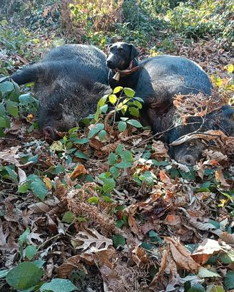 Deutscher Jagdterrier cuccioli