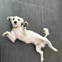 Dò cane di razza maltese