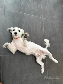 Dò cane di razza maltese