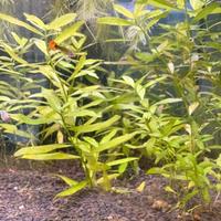 Hygrophila
