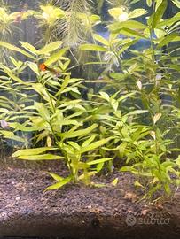 Hygrophila