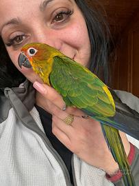Conuro del sole