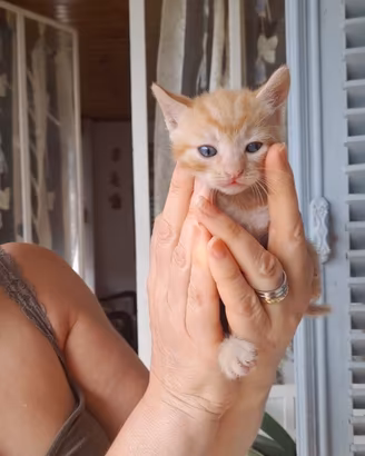 Gattini giocherelloni
