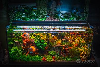 easy led acquatlantis freshwater
