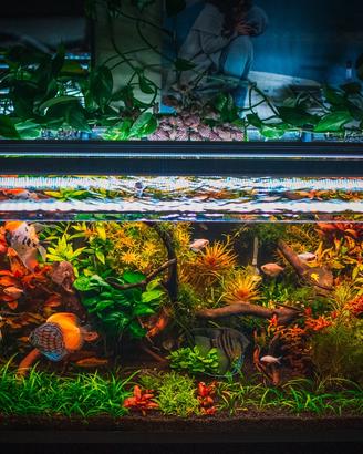 easy led acquatlantis freshwater