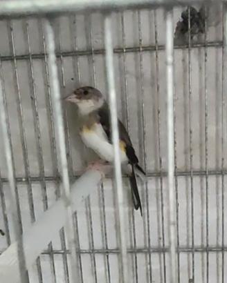 Cede cardellini acianici