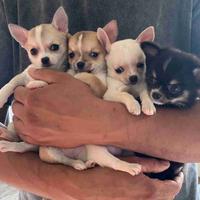 Cagnolina chiwawa