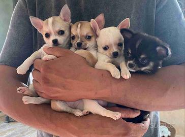 Cagnolina chiwawa
