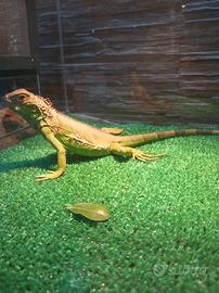 iguana con teca