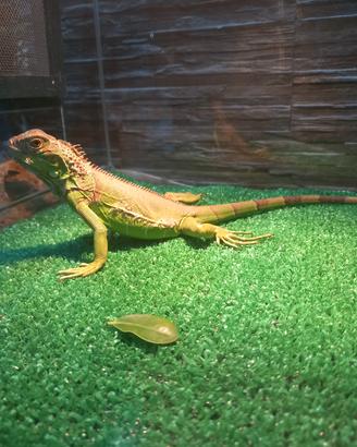 iguana con teca