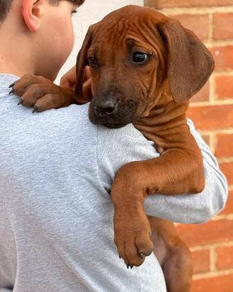 Cuccioli di razza Rhodesian Ridgeback