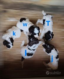 Lagotto romagnolo