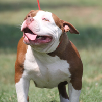 American Bully Pocket