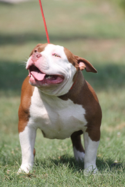 American Bully Pocket