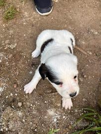 Cuccioli di piccola taglia