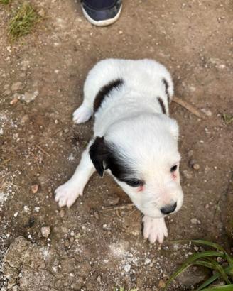 Cuccioli di piccola taglia