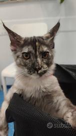 Cuccioli Maine Coon da Compagnia