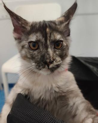 Cuccioli Maine Coon da Compagnia