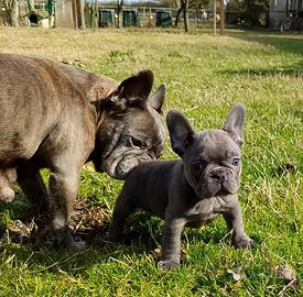 Bulldog francese