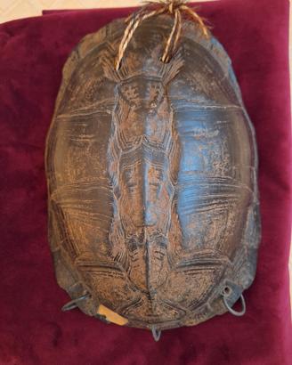 carapace, Africa 1930/50