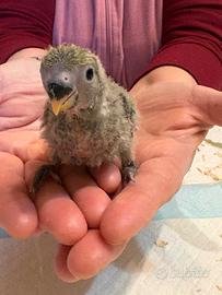 Pullo. Con presentazione genitori