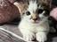 Immagine 4