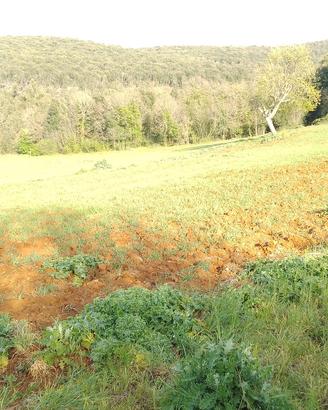 041a terreno agricolo, campo, coltivazioni 50000mq