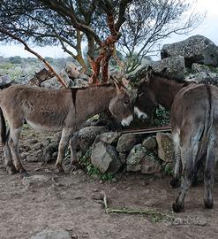 Asini permuto con muca