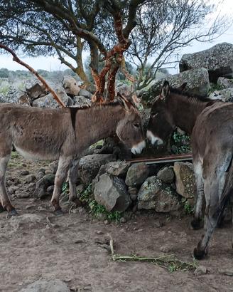 Asini permuto con muca
