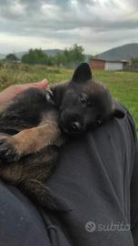 Pastori belga malinois