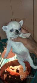Femminuccia chihuahua bianca
