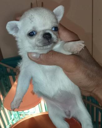 Femminuccia chihuahua bianca