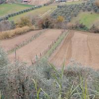 Terreno agricolo con uliveto