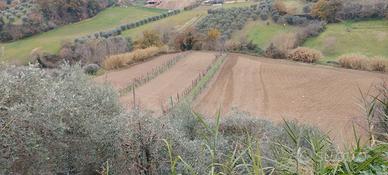 Terreno agricolo con uliveto